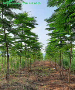 Cây Phượng Vàng tuyển chọn trồng thành hàng dài trong vườn