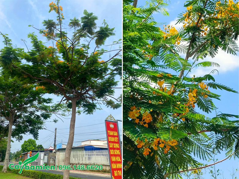 Trồng cây Phượng Vàng trên vỉa hè đường phố