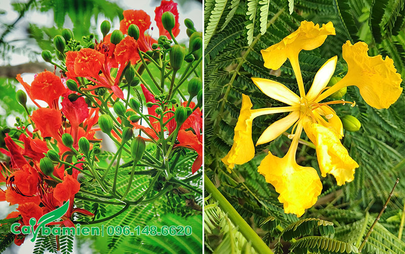 So sánh hình ảnh bông hoa Phượng đỏ và hoa Phượng vàng