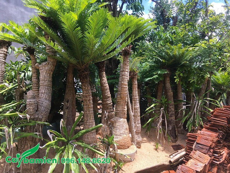 Vườn dâm ủ lâu năm số lượng lớn cây Thiên Tuế cao 2 - 3m