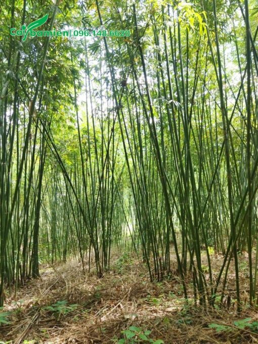 Tham quan rừng Vầu 3 năm tuổi, đường kính thân 3cm