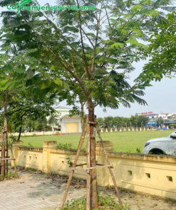Phượng Vàng trồng vỉa hè đường phố