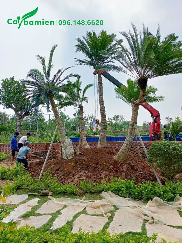 Công nhân vừa trồng xong cây Thiên Tuế cho tiểu cảnh khu sinh thái