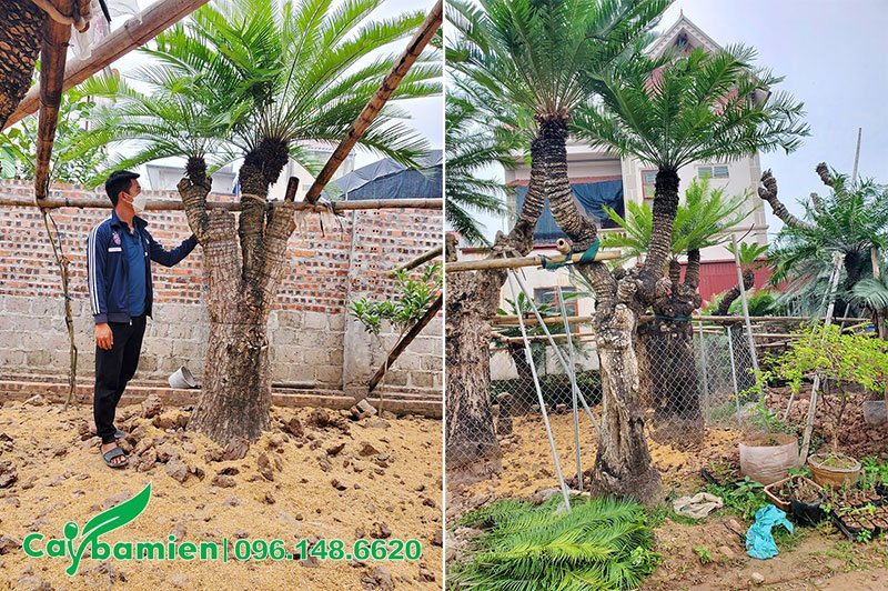 Khu dâm ủ cây Thiên Tuế thoát thân cao 1,7 - 2,5m
