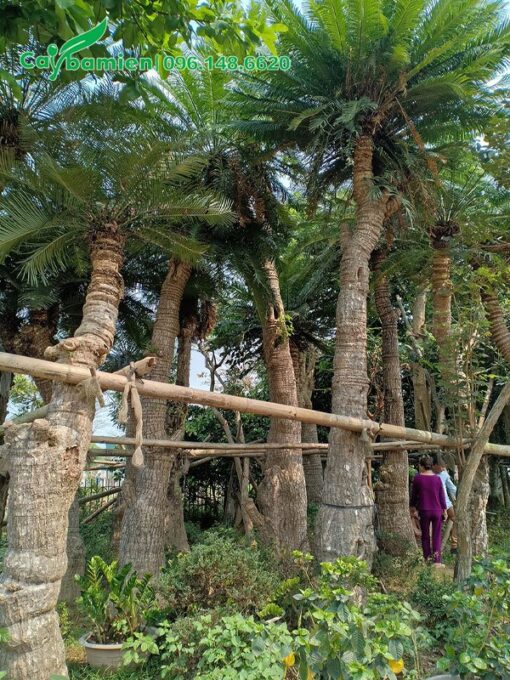Những hàng Thiên Tuế gốc khủng, chiều cao 5 - 7m