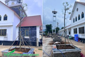Toàn cảnh dự án trồng cây cho giáo xứ Chân Lộc tại Lâm Đồng