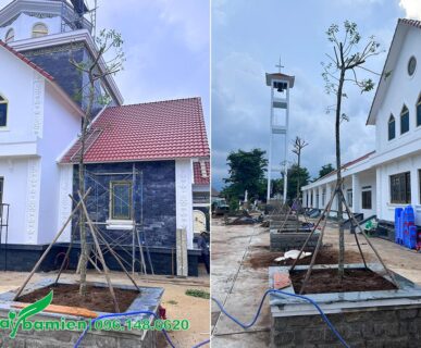 Toàn cảnh dự án trồng cây cho giáo xứ Chân Lộc tại Lâm Đồng
