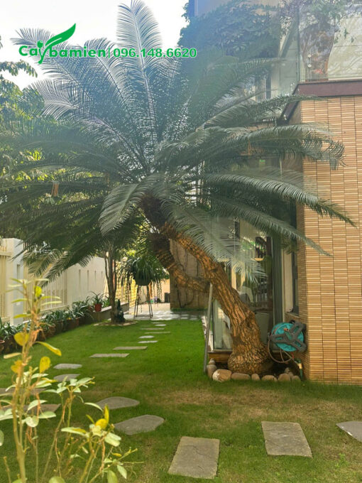 Trang trí sân vườn biệt thự bằng cây Thiên Tuế lâu năm