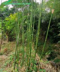 Khóm Vầu nhỏ