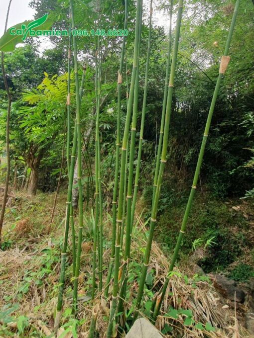 Khóm Vầu nhỏ