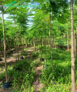 Loại trồng từ bé tại vườn đường kính gốc 3 - 5cm