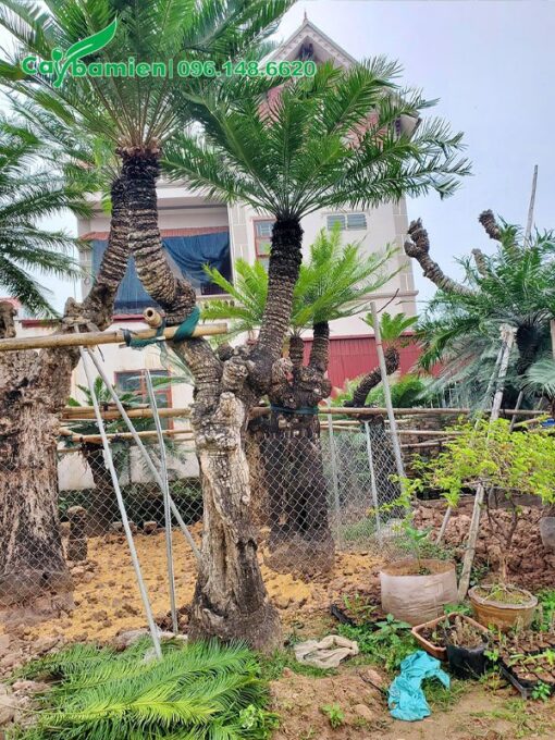 Thiên Tuế cổ thụ 2 thân cành