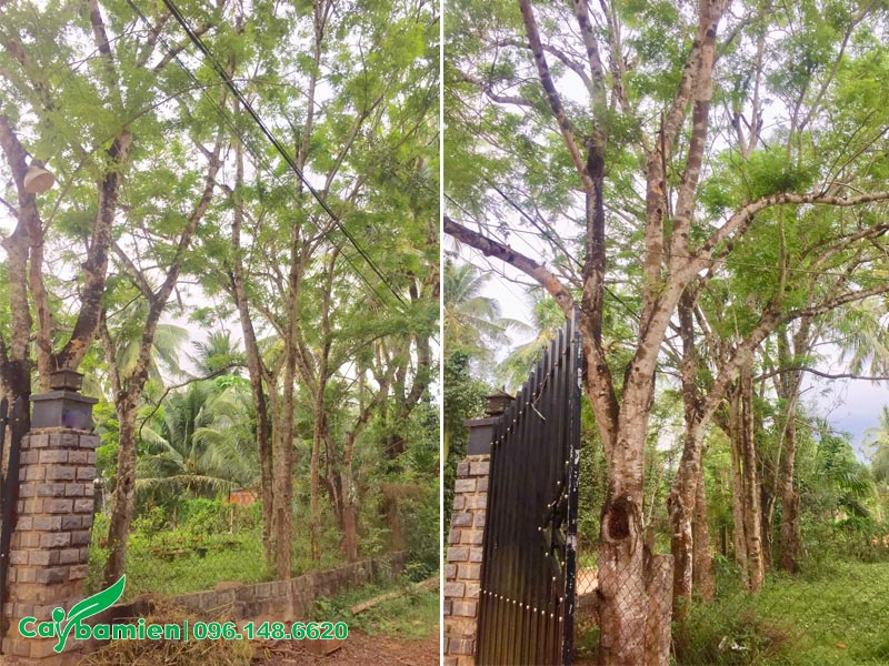 Hàng cây Bồ Kết lâu năm, đường kính gốc 20cm trồng theo hàng rào quanh nhà