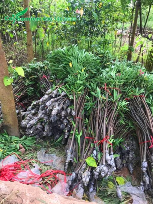 Đơn hàng khoảng gần 500 cây Trúc Đào đang chuẩn bị giao cho khách