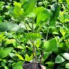 Cây ắc ó trồng viền đẹp
