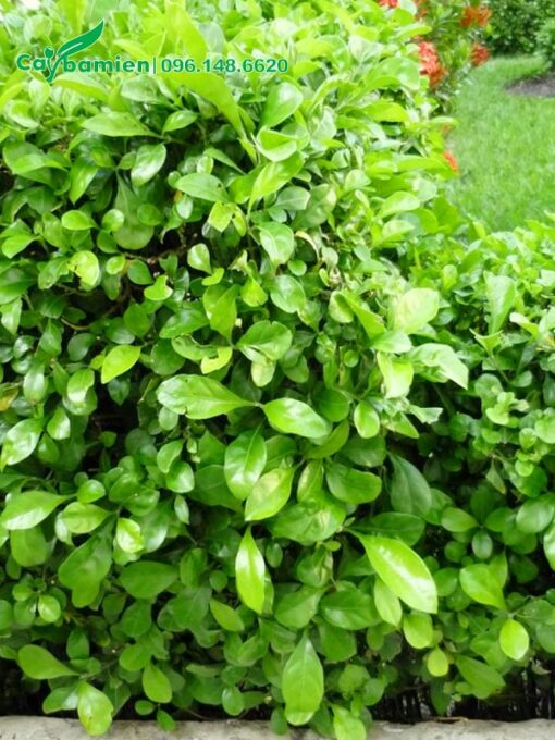 Hàng rào ắc ó trồng lâu năm