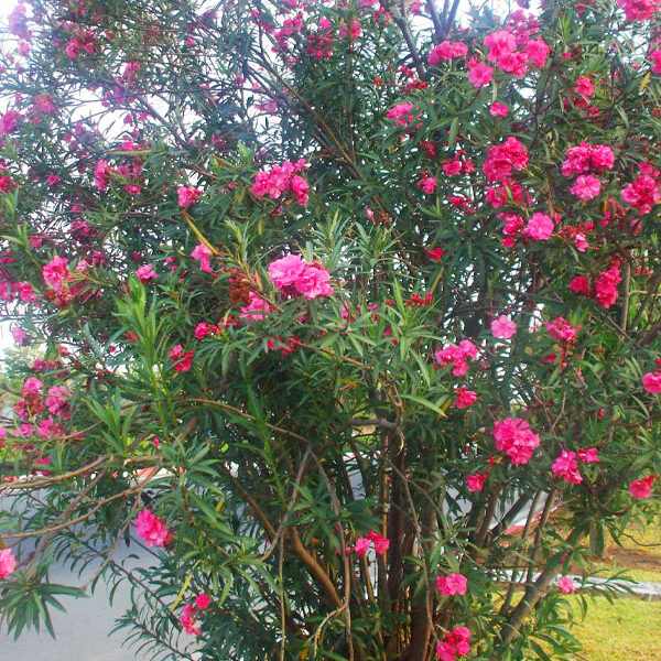 Cây Trúc Đào hoa màu hồng trồng trong công viên