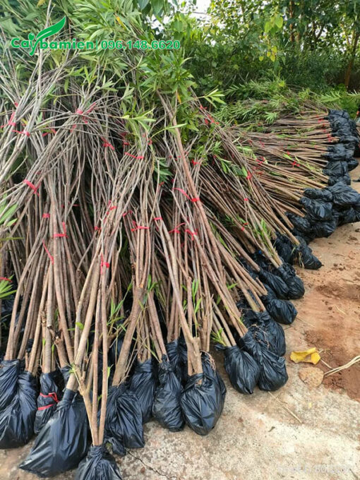 Trúc Đào cao 2m, buộc sẵn thành từng bó