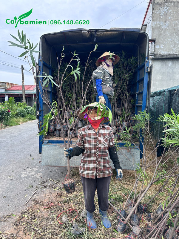 Công nhân nhà vườn đang xếp hàng trăm cây Trúc Đào cao 1,5 - 1,8m lên xe tải