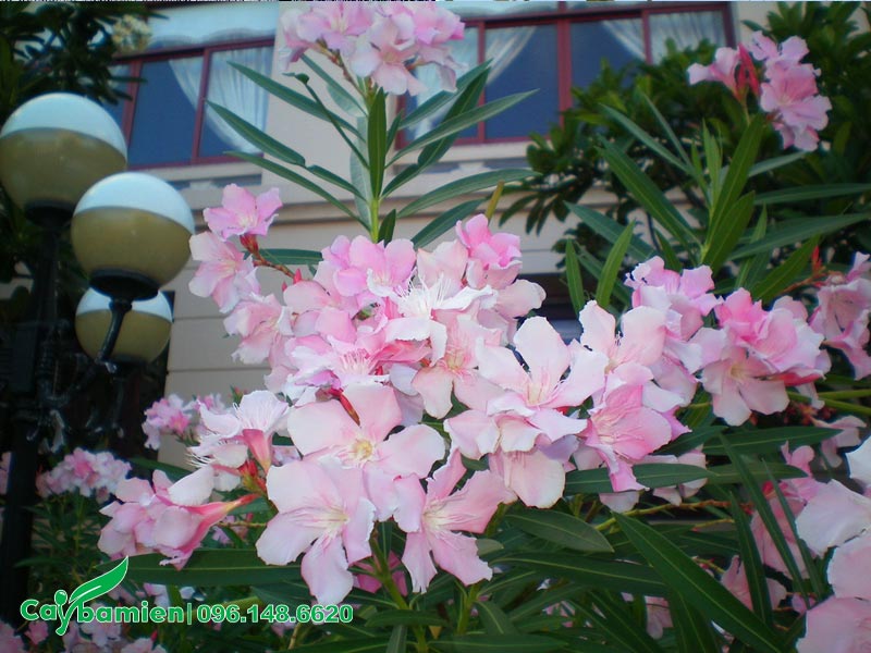 Những chùm hoa Trúc Đào màu hồng nhạt kheo sắc phía trước căn biệt thự xa hoa