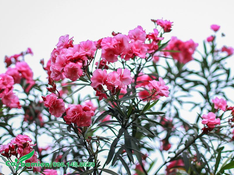 Cây Trúc Đào hoa kép màu hổng đậm