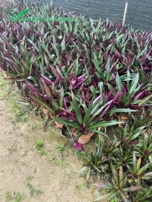 Vườn dưỡng cây sò huyết nguyên bầu