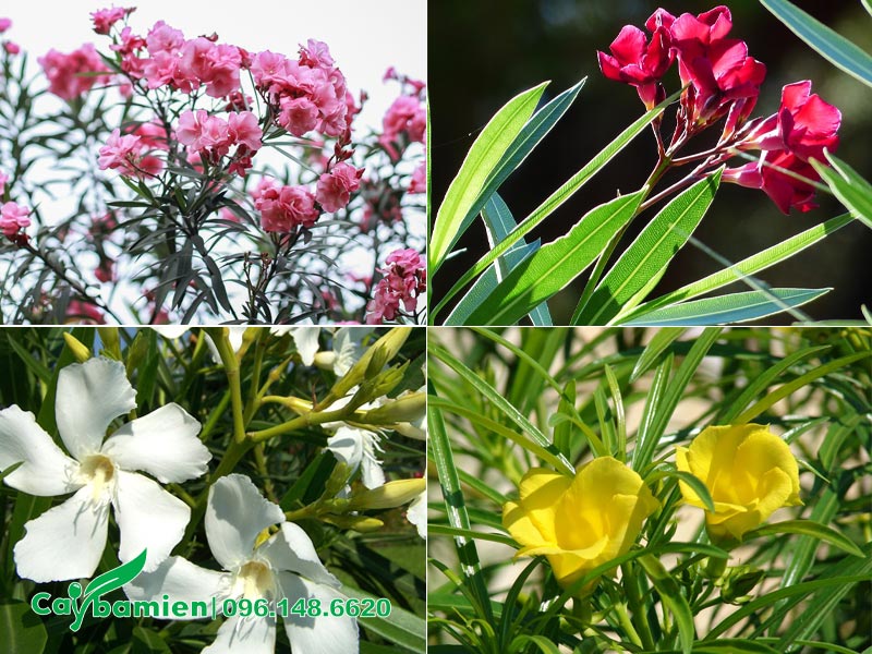 Bốn màu hoa phổ biến nhất của cây Trúc Đào