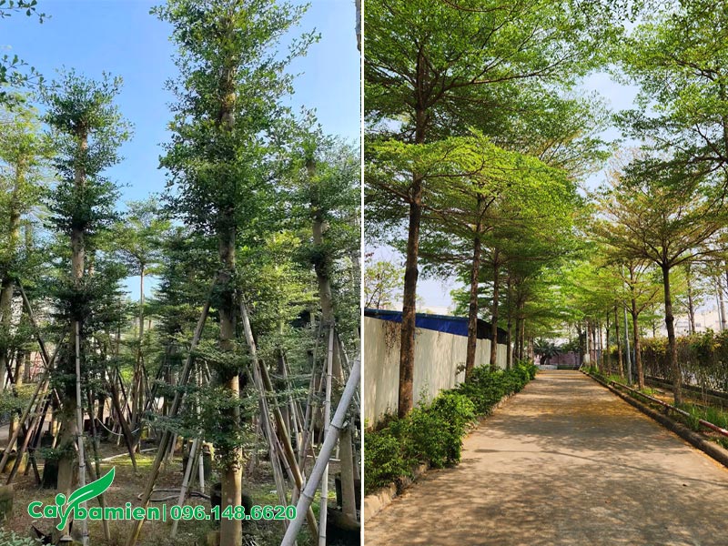 Hàng cây Bàng Đài Loan trồng hai bên lối đi trong nhà máy