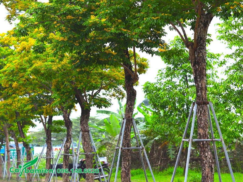 Hàng cây Giáng Hương Huyết trồng trong khu công nghiệp
