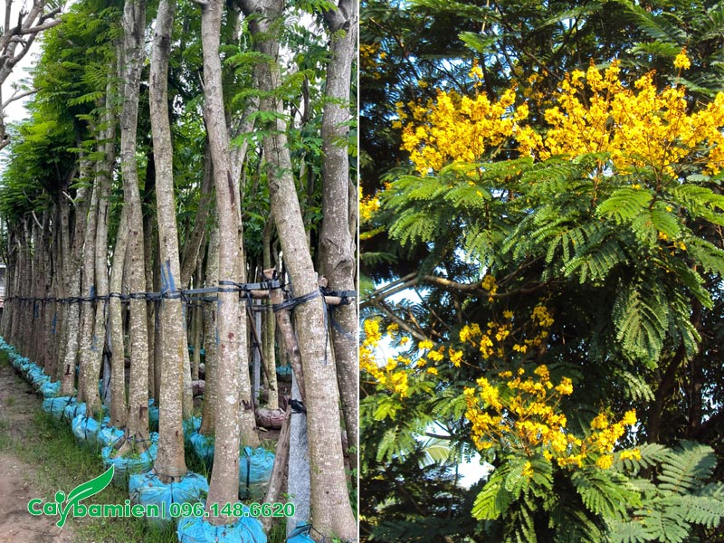 Bán cây Lim Xẹt trồng nhà máy chiều cao từ 4m trở lên, đường kính gốc từ 18 - 25cm