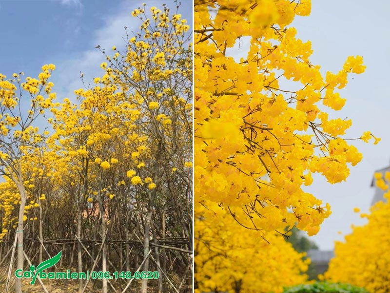 Vườn cây Phong Linh đang mùa hoa nở vàng rực cả góc trời