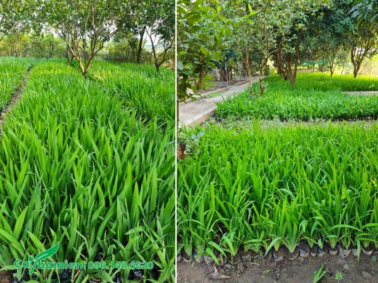 Bán cây Lan Lúa trồng viền, tranh trí cảnh quan, báo giá gốc
