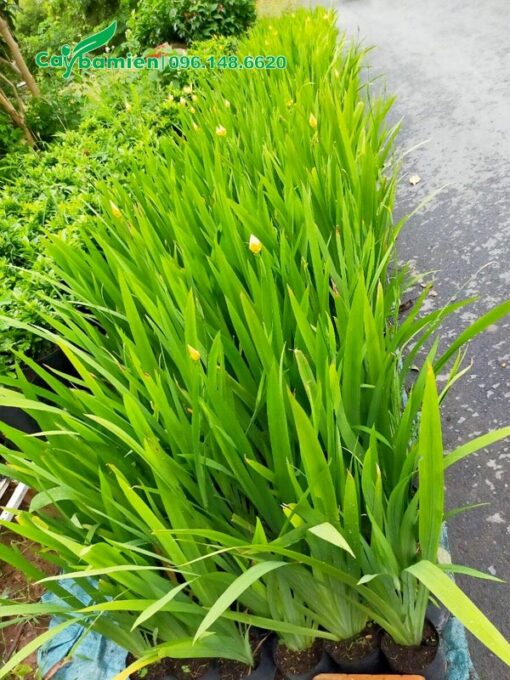 Xếp riêng những cây Lan Lúa cao 45 - 50cm, chất lượng chuẩn