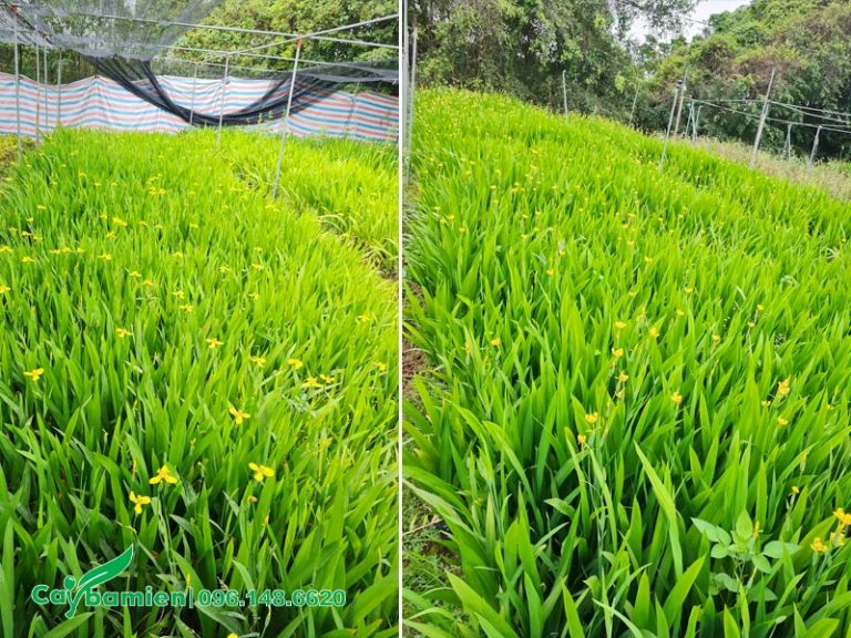 Bán cây Lan Lúa trồng viền, tranh trí cảnh quan, báo giá gốc