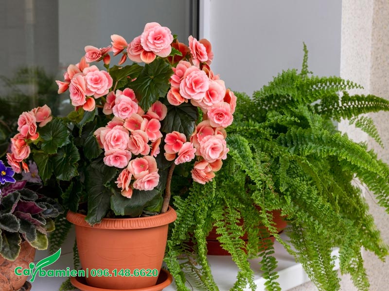 Chậu Thu Hải Đường trồng trong nhà, hoa nở rực rỡ, cánh kép màu hồng rực rỡ