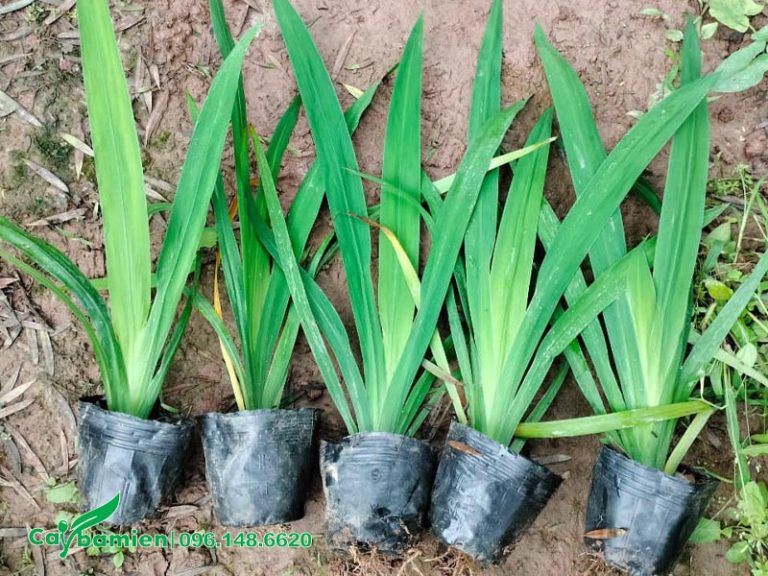 Bán cây Lan Lúa trồng viền, tranh trí cảnh quan, báo giá gốc