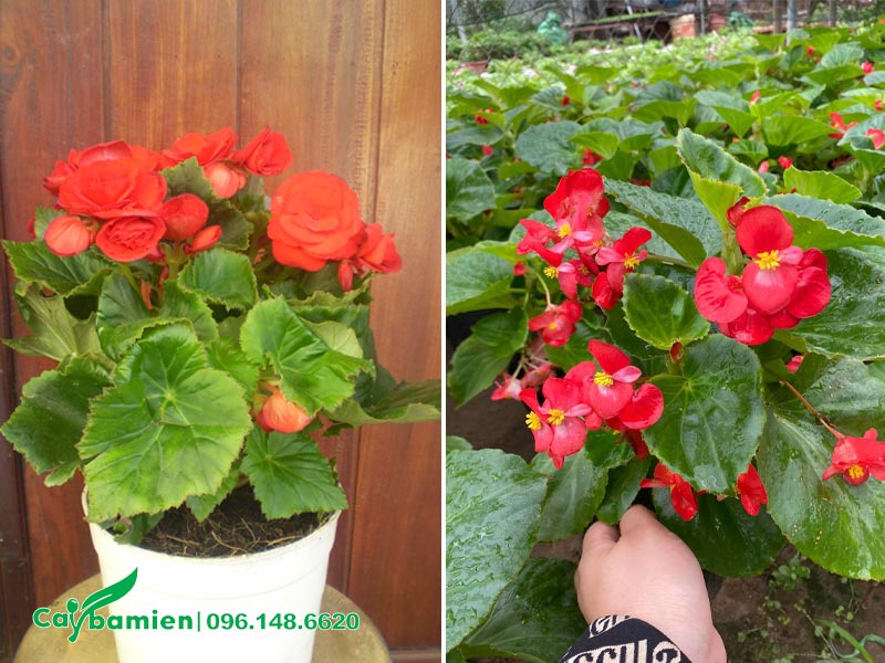 Chậu cây hoa Thu Hải Đường đỏ mới trồng chiều cao khoảng 30 - 35cm