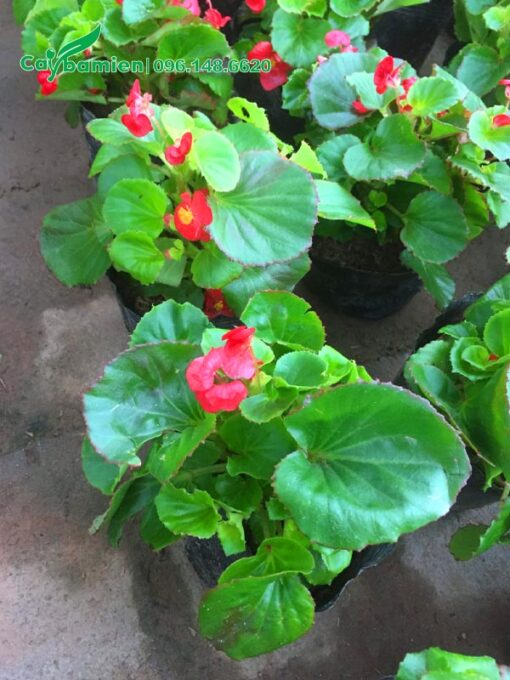 Cây Thu Hải Đường con mới ra hoa vụ đầu tiên