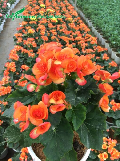 Hoa Thu Hải Đường màu cam đặc biệt xinh đẹp