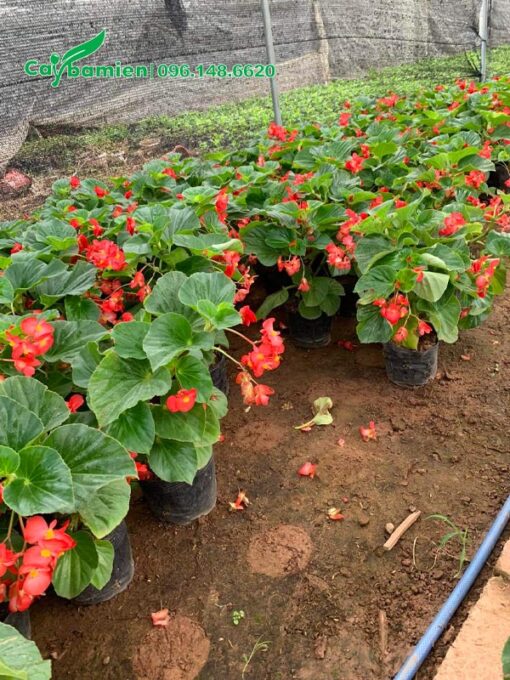Thu Hải Đường rủ đang nuôi tại nhà vườn