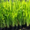 Cây Lan Lúa đẹp, lá hình mũi kiếm thẳng vút