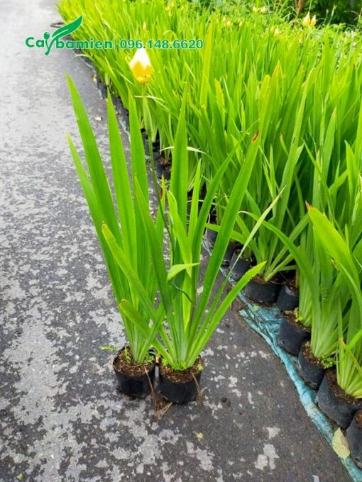 Chiều cao 50cm những bầu cây lan lúa đẹp và xanh tươi