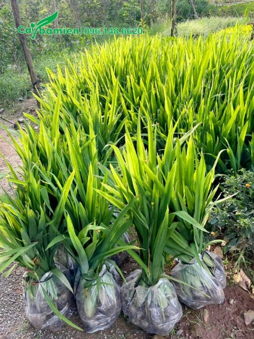 Đóng gói cây Lan Lúa trưởng thành, chiều cao khoảng 60cm