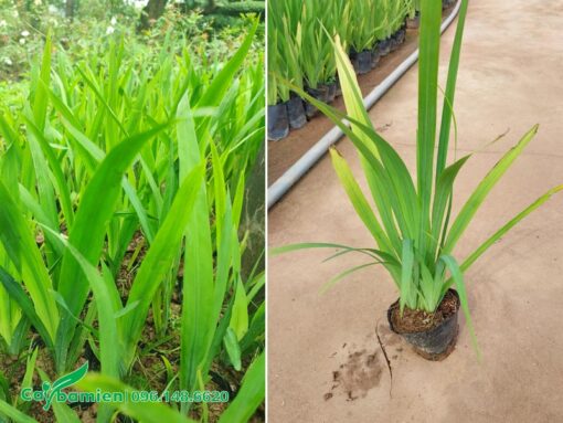 Bán cây Lan Lúa trồng viền, tranh trí cảnh quan, báo giá gốc