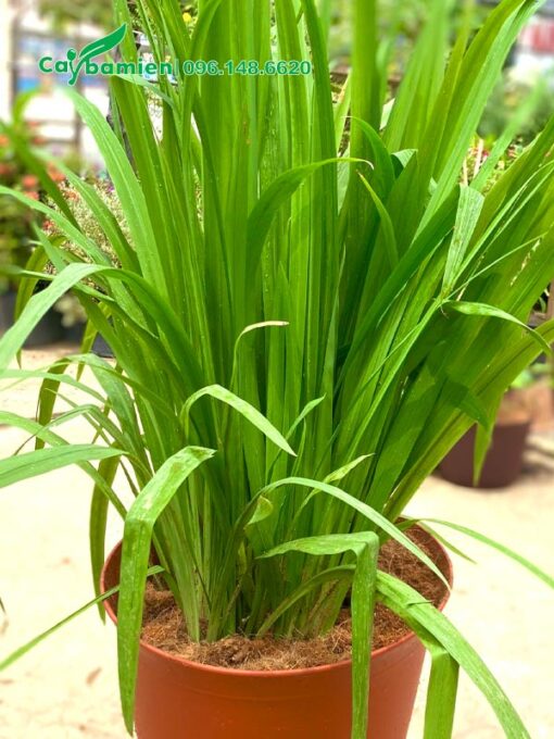 Chậu trồng cây Lan Lúa kích cao 60cm, bụi cây lớn