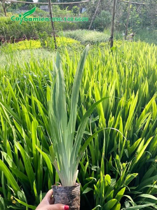 Tuyển chọn những cây Lan Lúa đẹp, xanh tốt