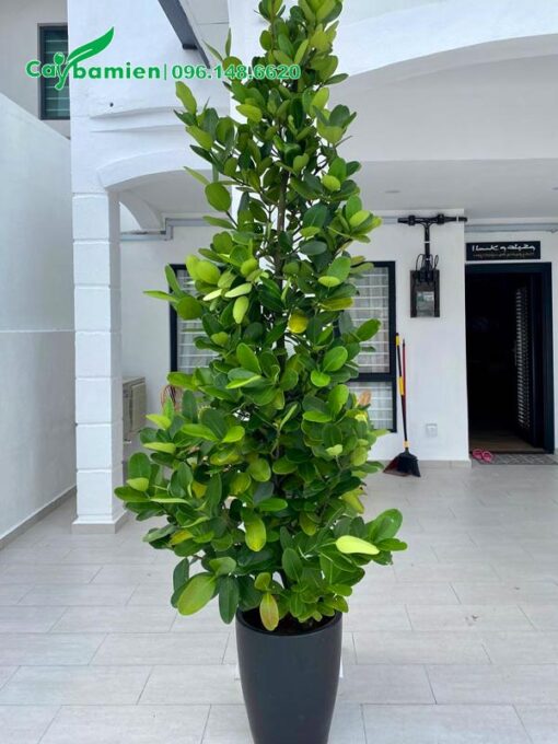 Cây Phúc trồng chậu cảnh trang trí trong nhà