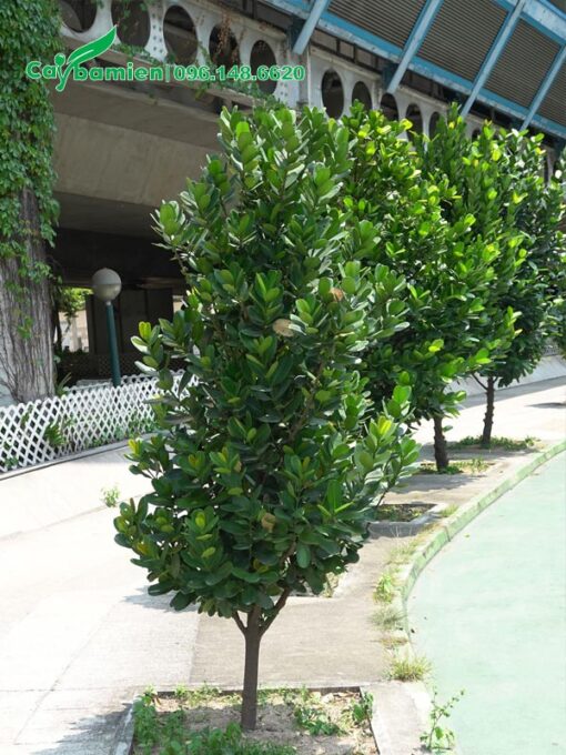 Hàng cây Phúc trồng trên vỉa hè đường phố