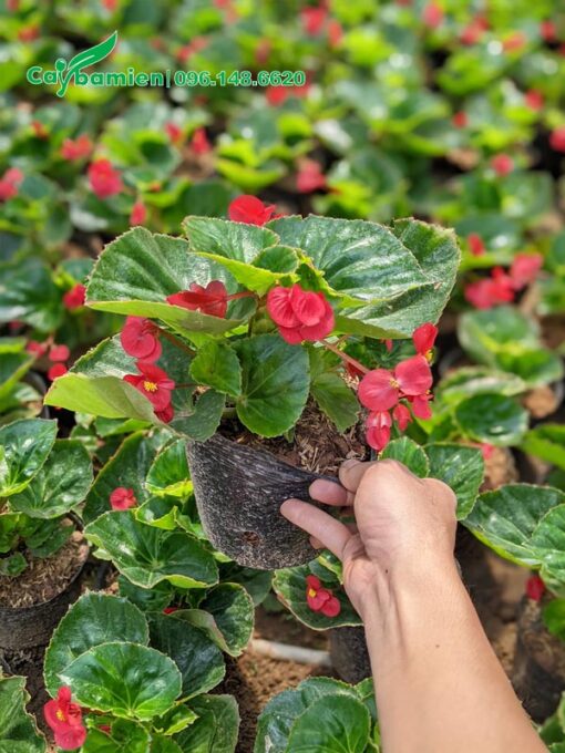 Thu Hải Đường có hoa màu đỏ, chiều cao khoảng 15cm