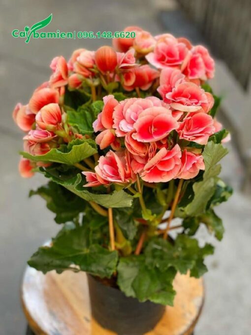 Hoa màu đỏ hồng xinh đẹp của cây Thu Hải Đường kép